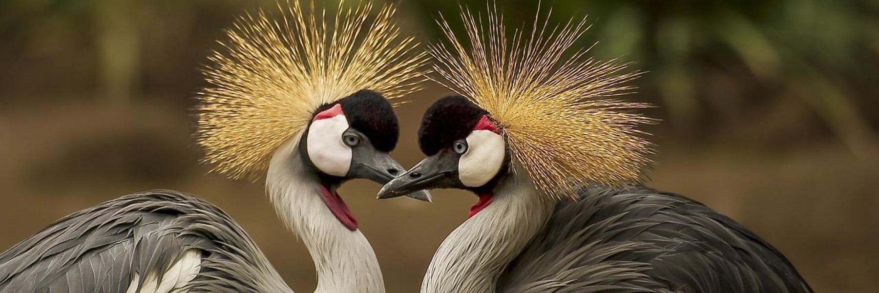 Grey Crested Cranes (Istockphoto by Shashilesh)