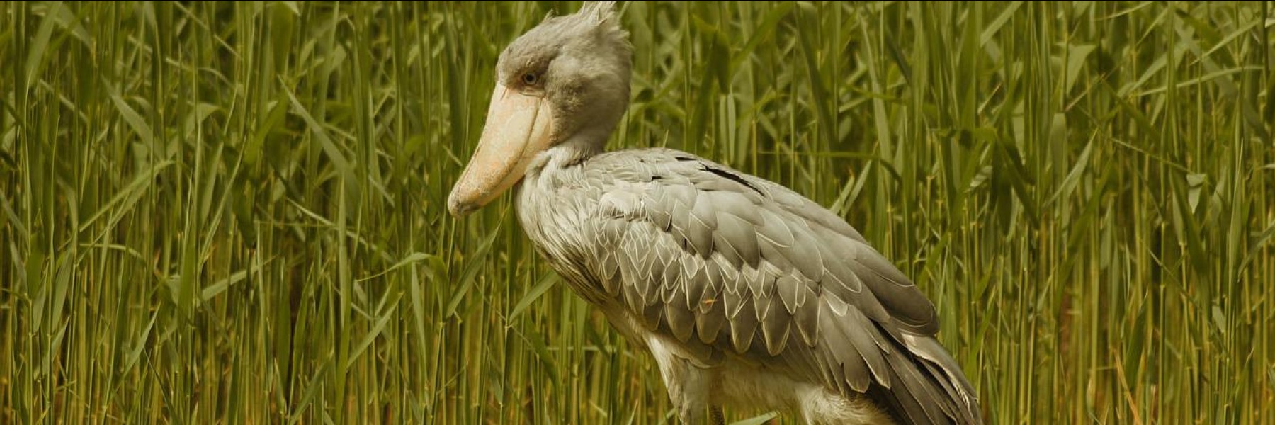 Shoebill stork (Pixabay by Lolame)